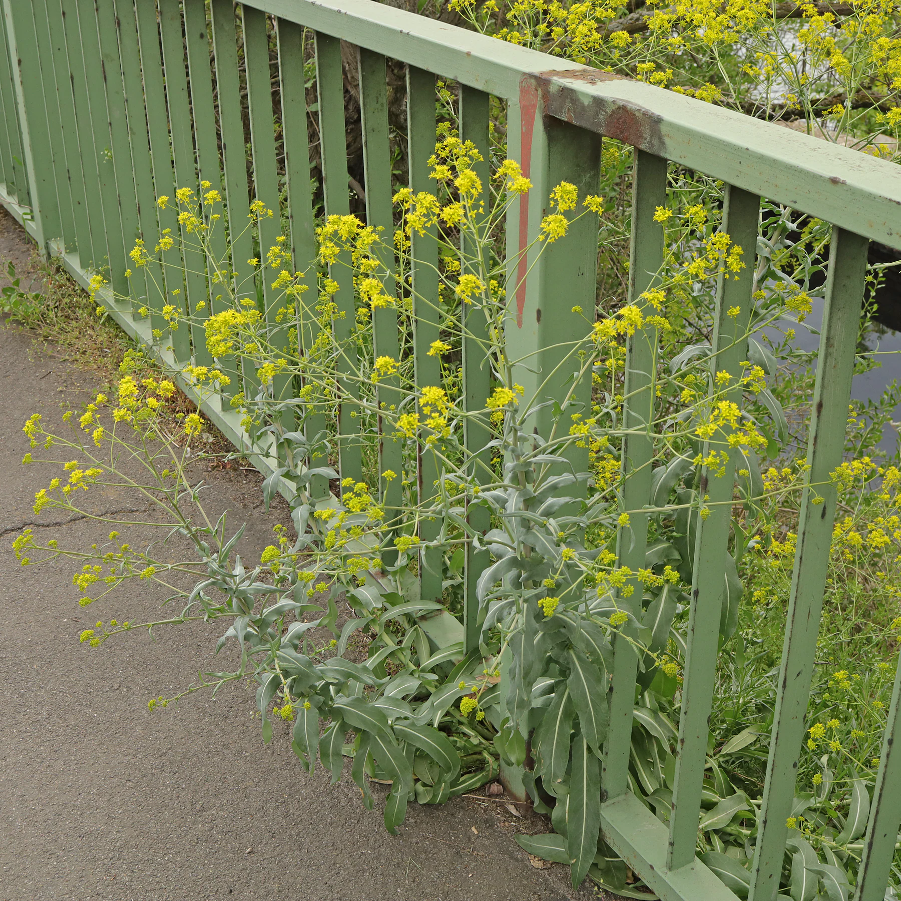 Isatis tinctoria sur un pont