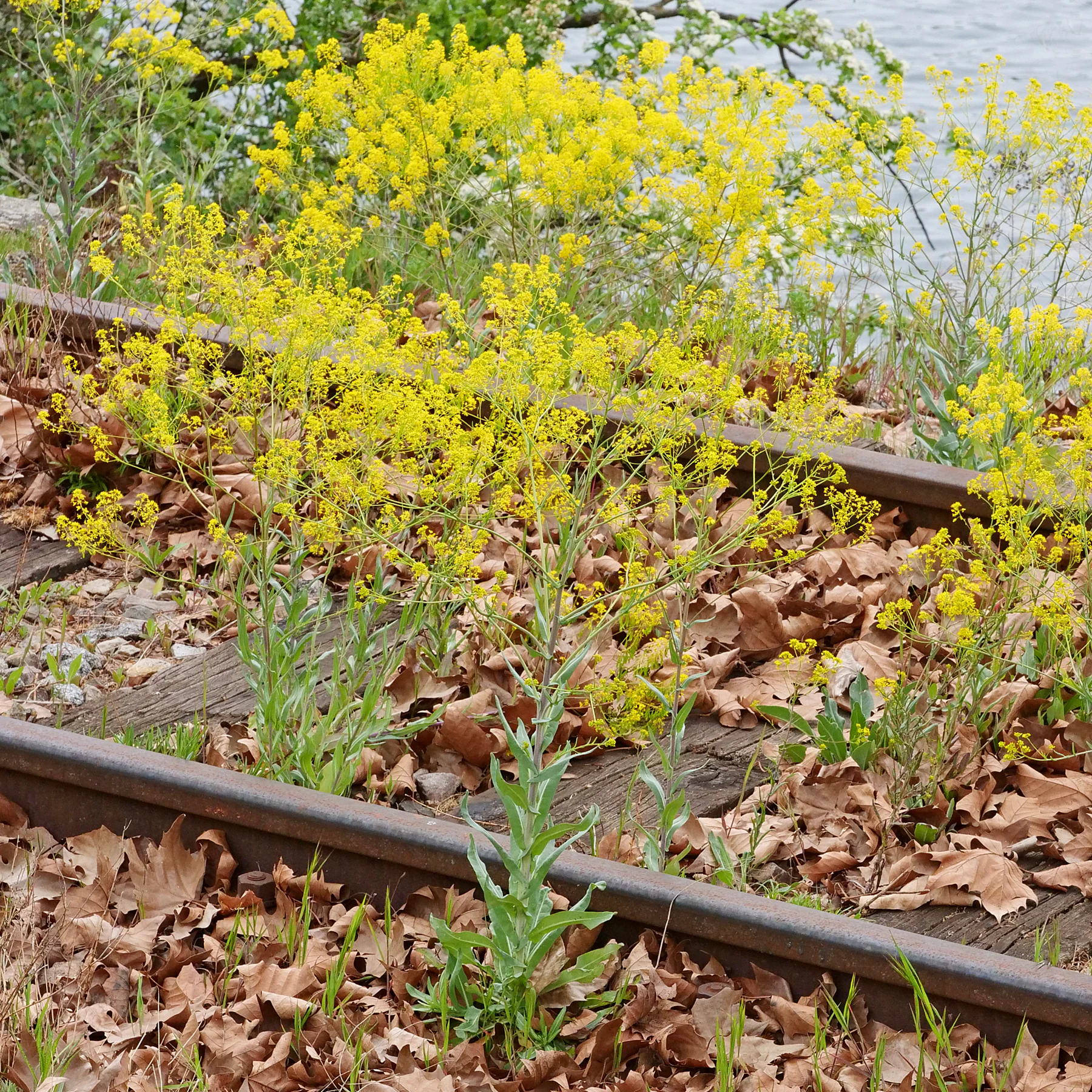 Isatis tinctoria sur un remblai de chemin