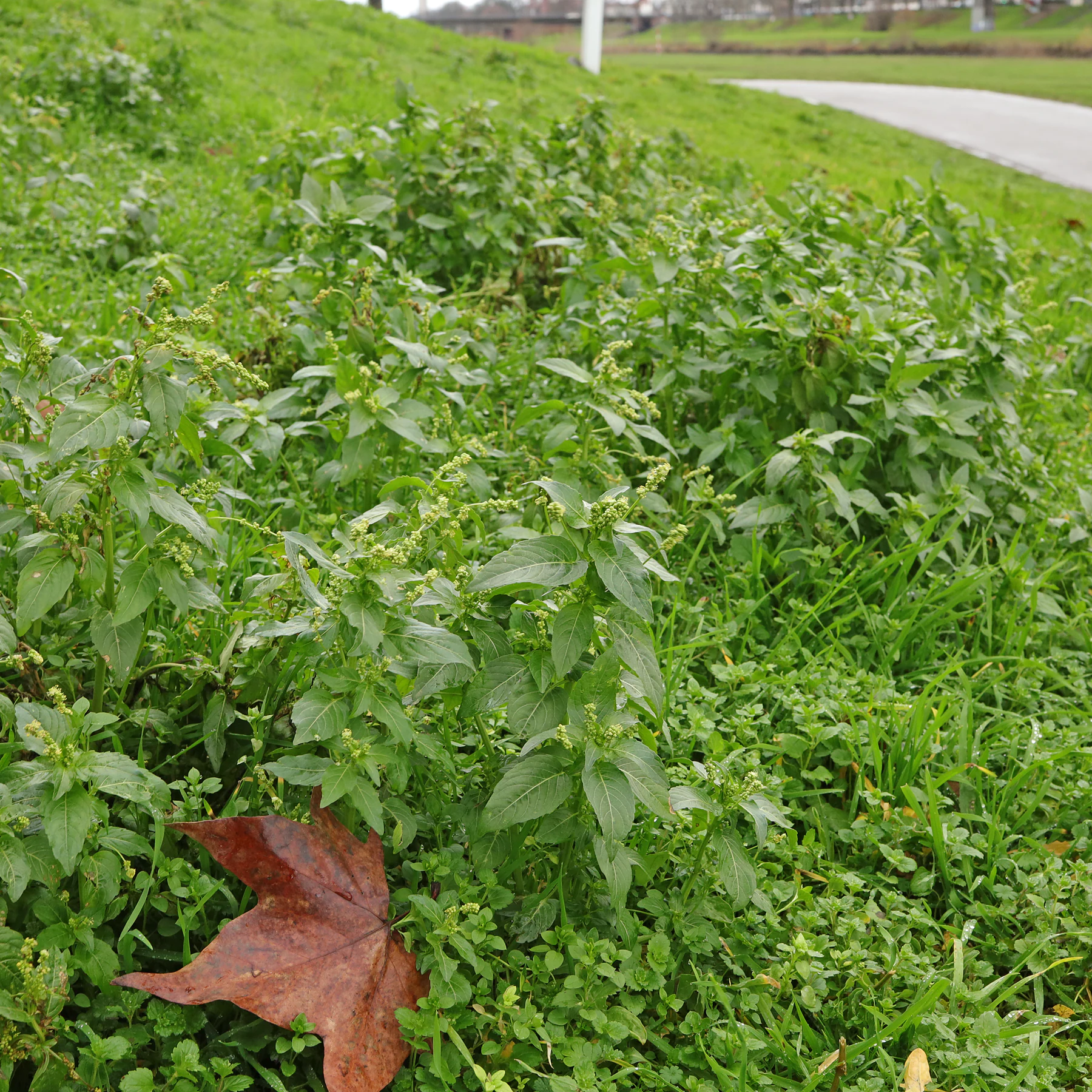 Mercuriale annuelle dans une prairie