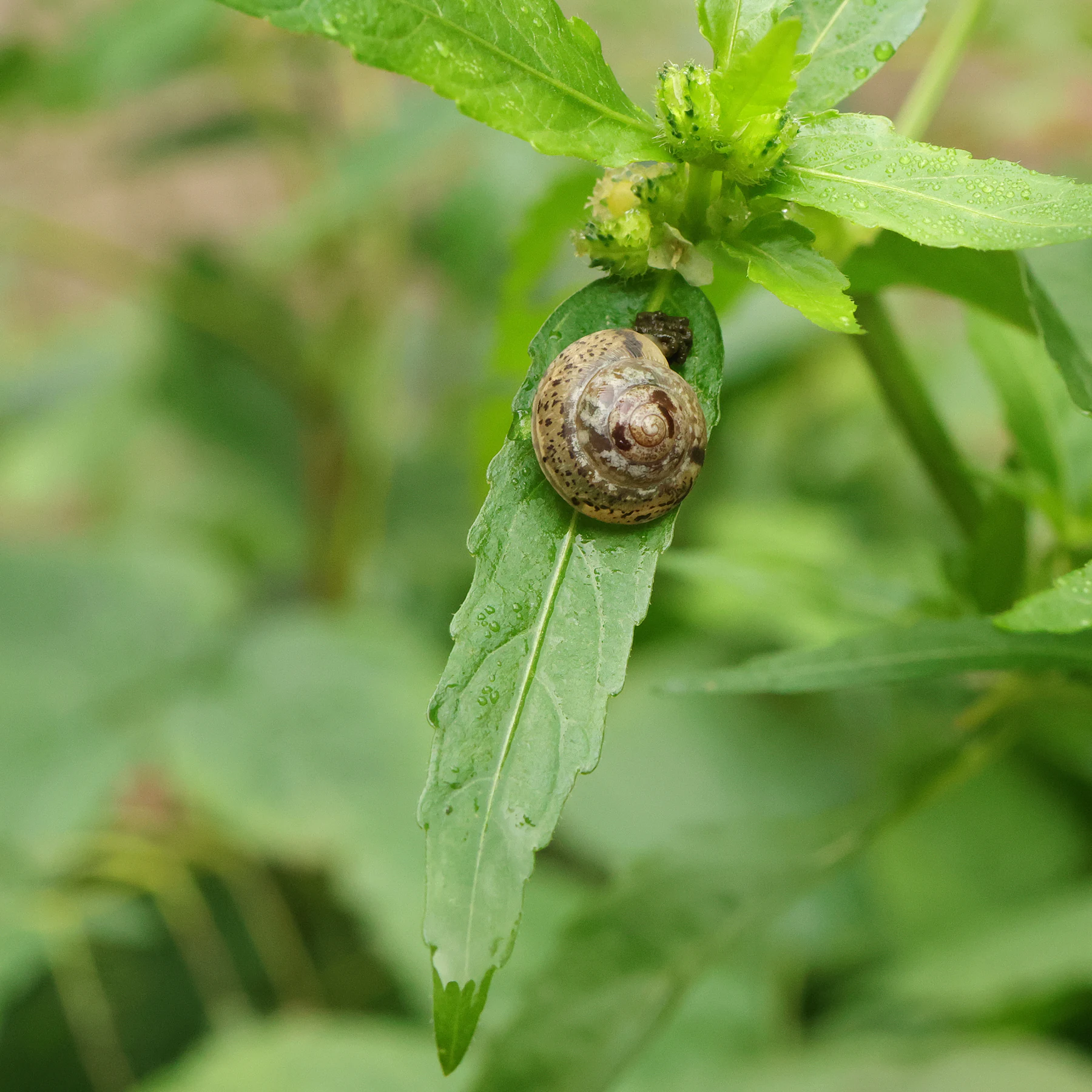 Mercurialis annua Blatt feuille lancéolée