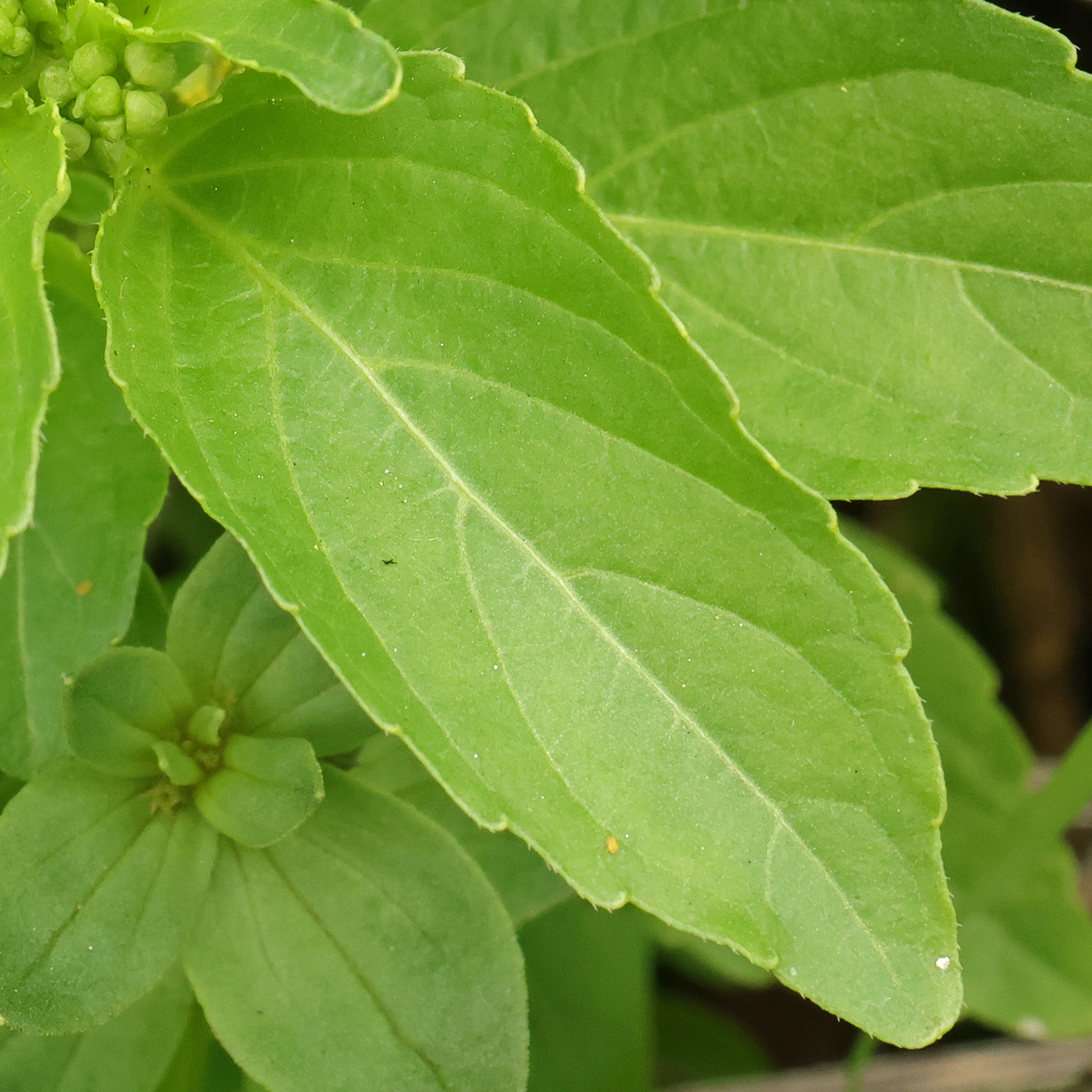 Mercurialis annua feuille ovale