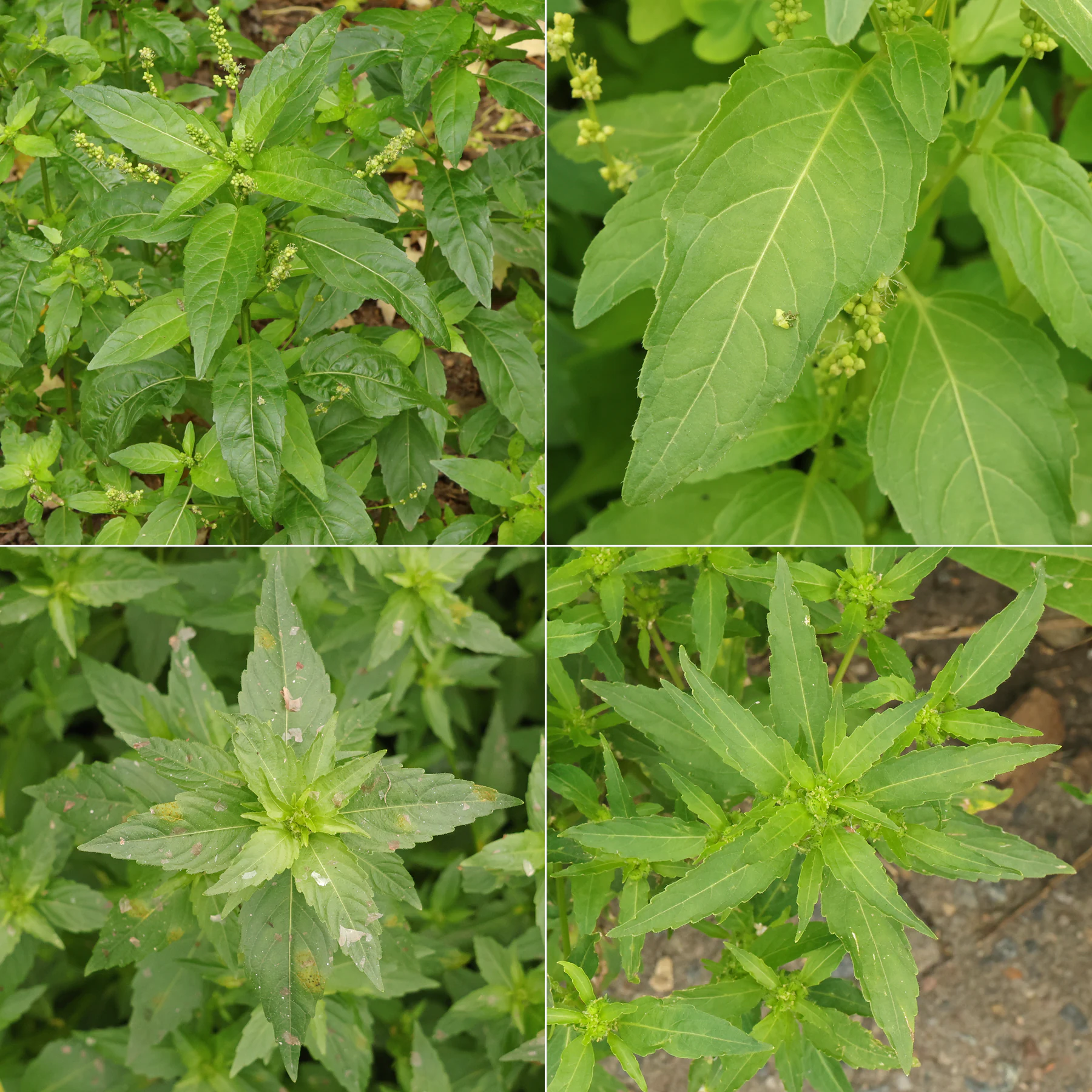 Mercurialis annua feuilles