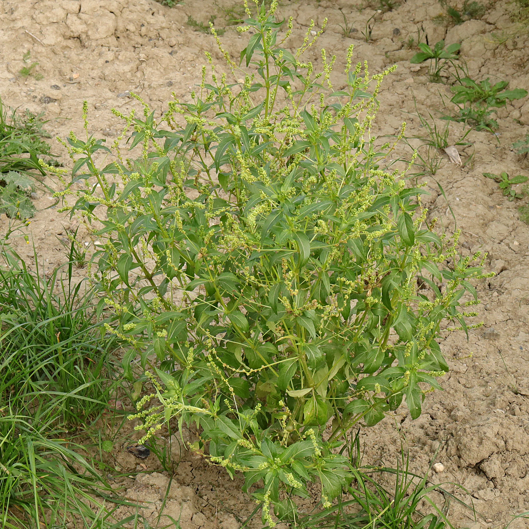 Mercurialis annua port en été