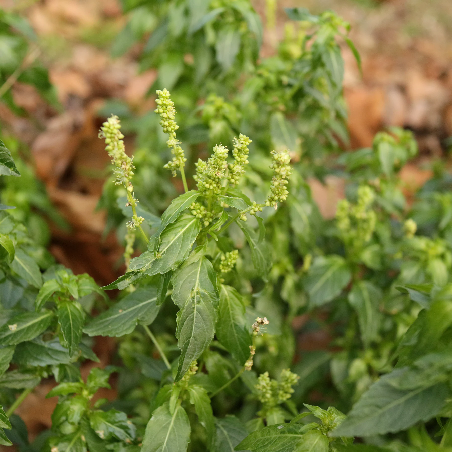 Mercurialis annua port en hiver