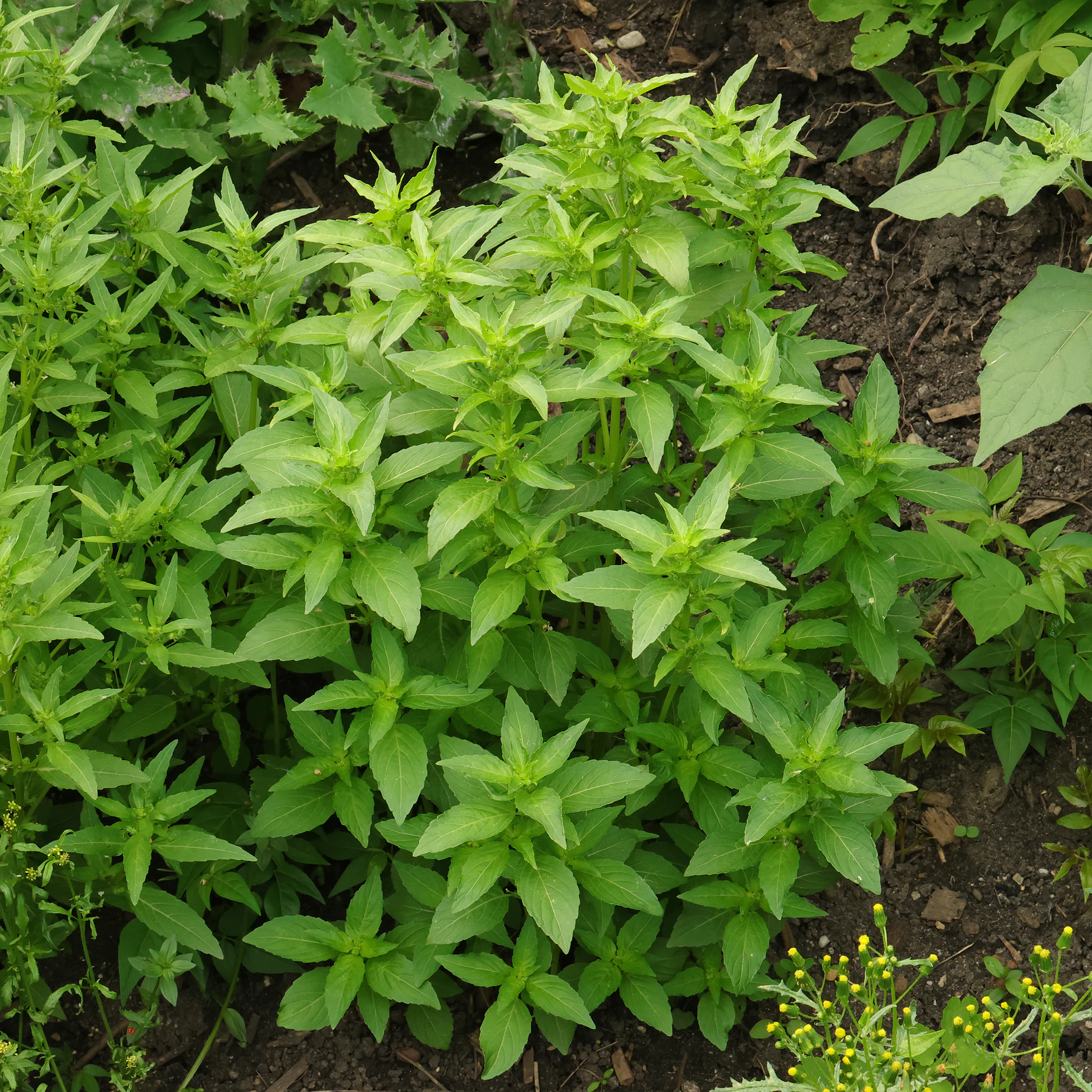 Mercurialis annua port