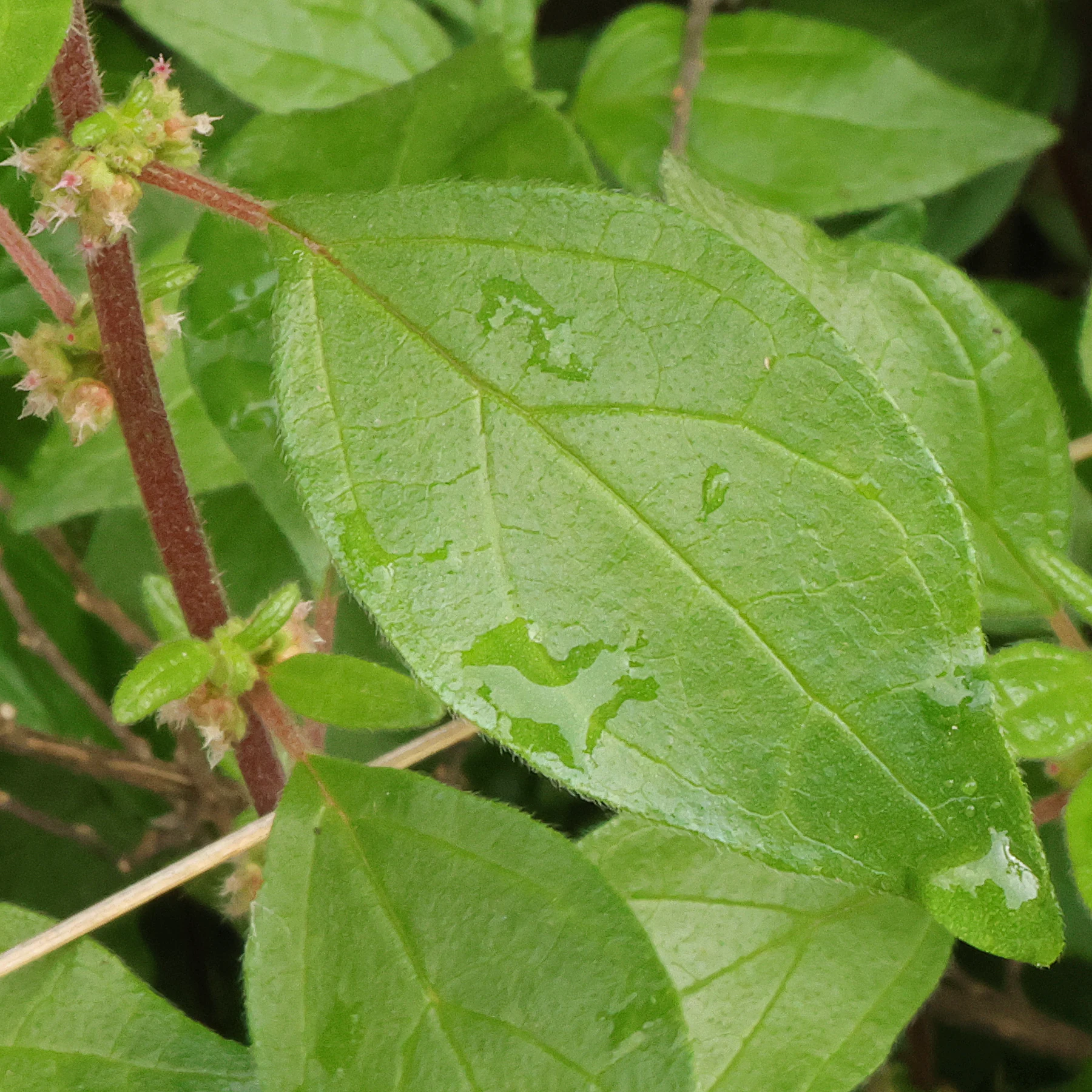 Parietaria judaica feuille