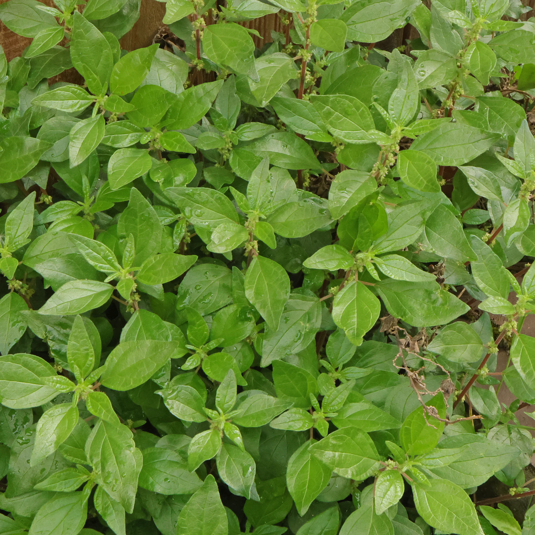 Parietaria judaica feuilles
