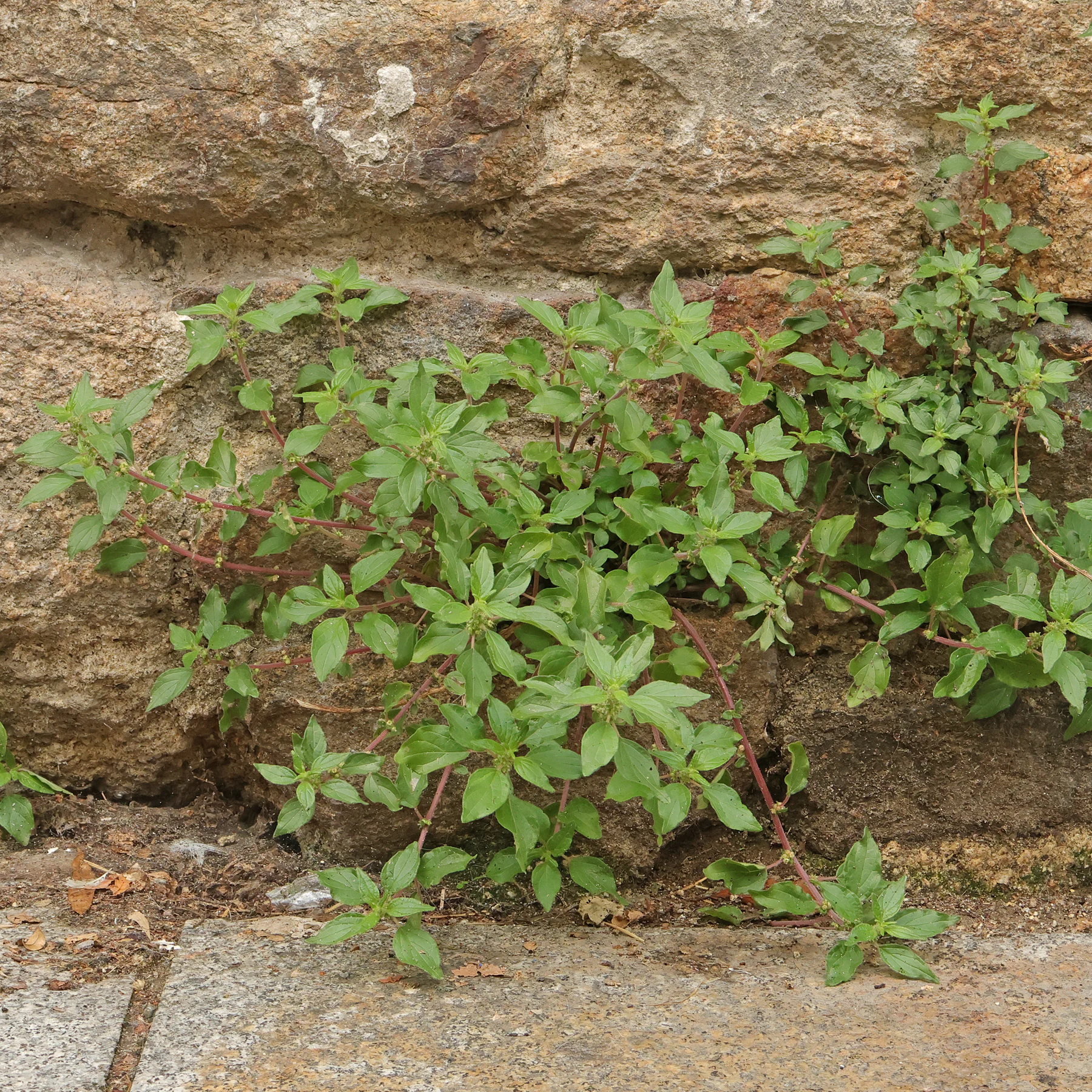 Parietaria judaica sur un mur