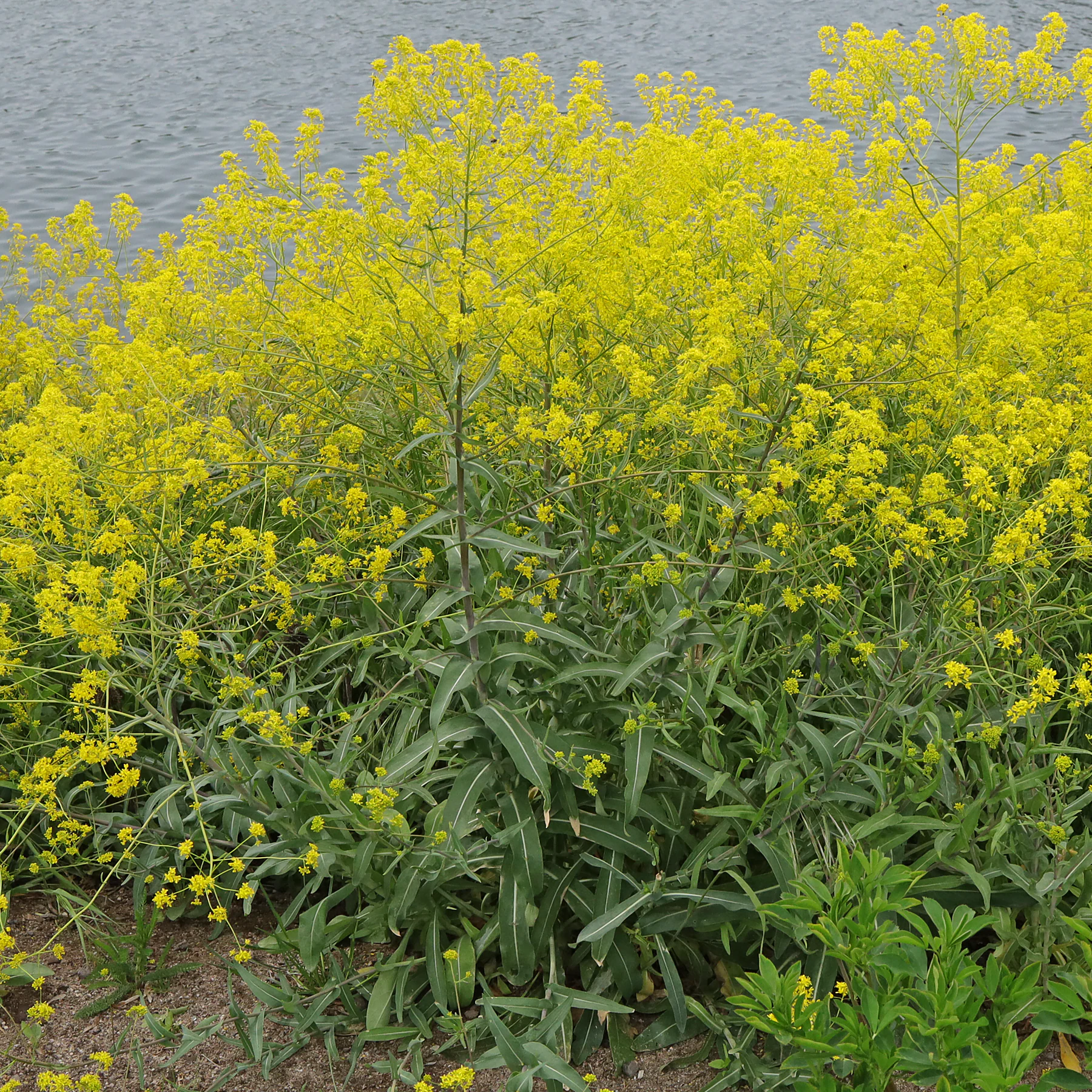 Pastel des teinturiers Isatis tinctoria