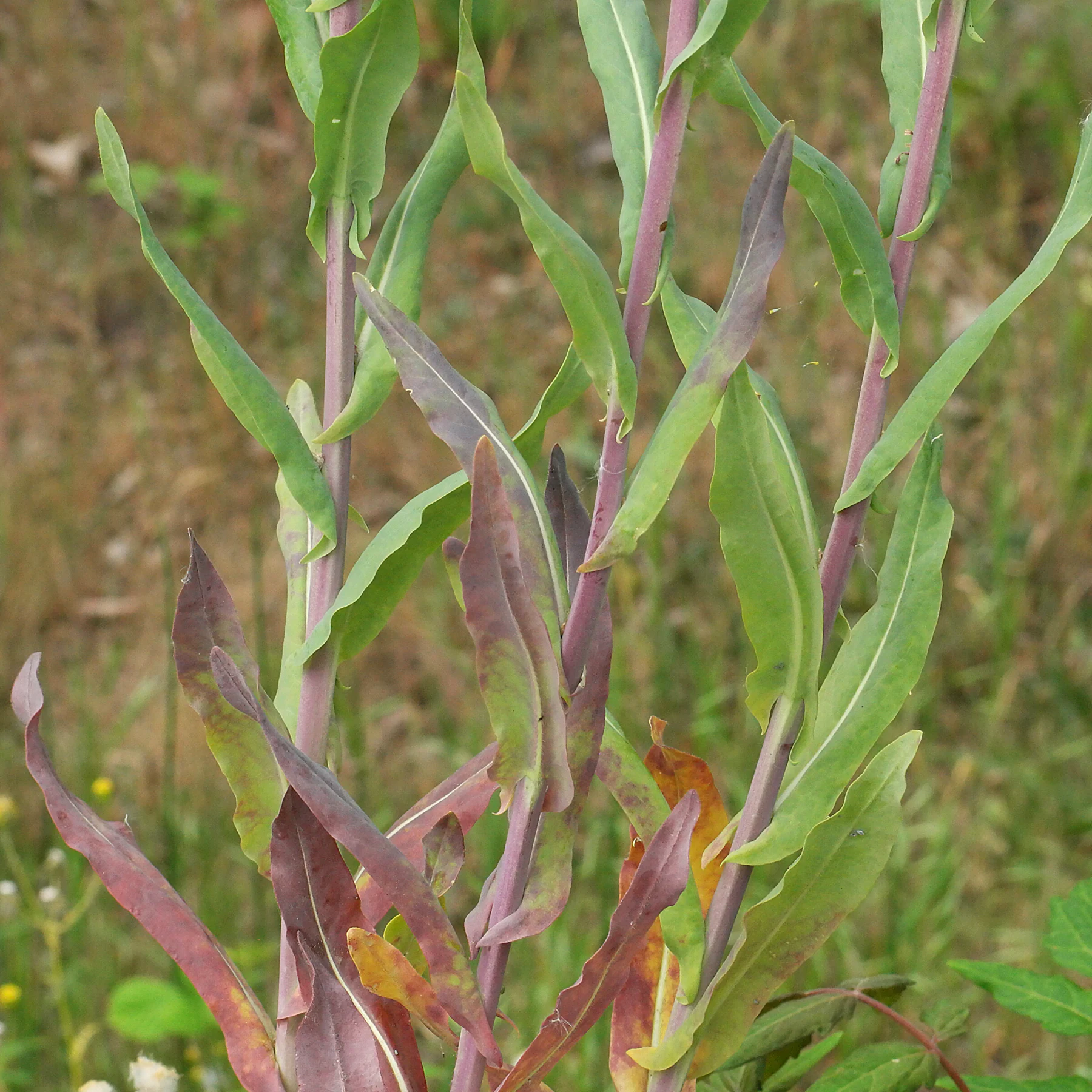 Pastel des teinturiers feuilles supérieures