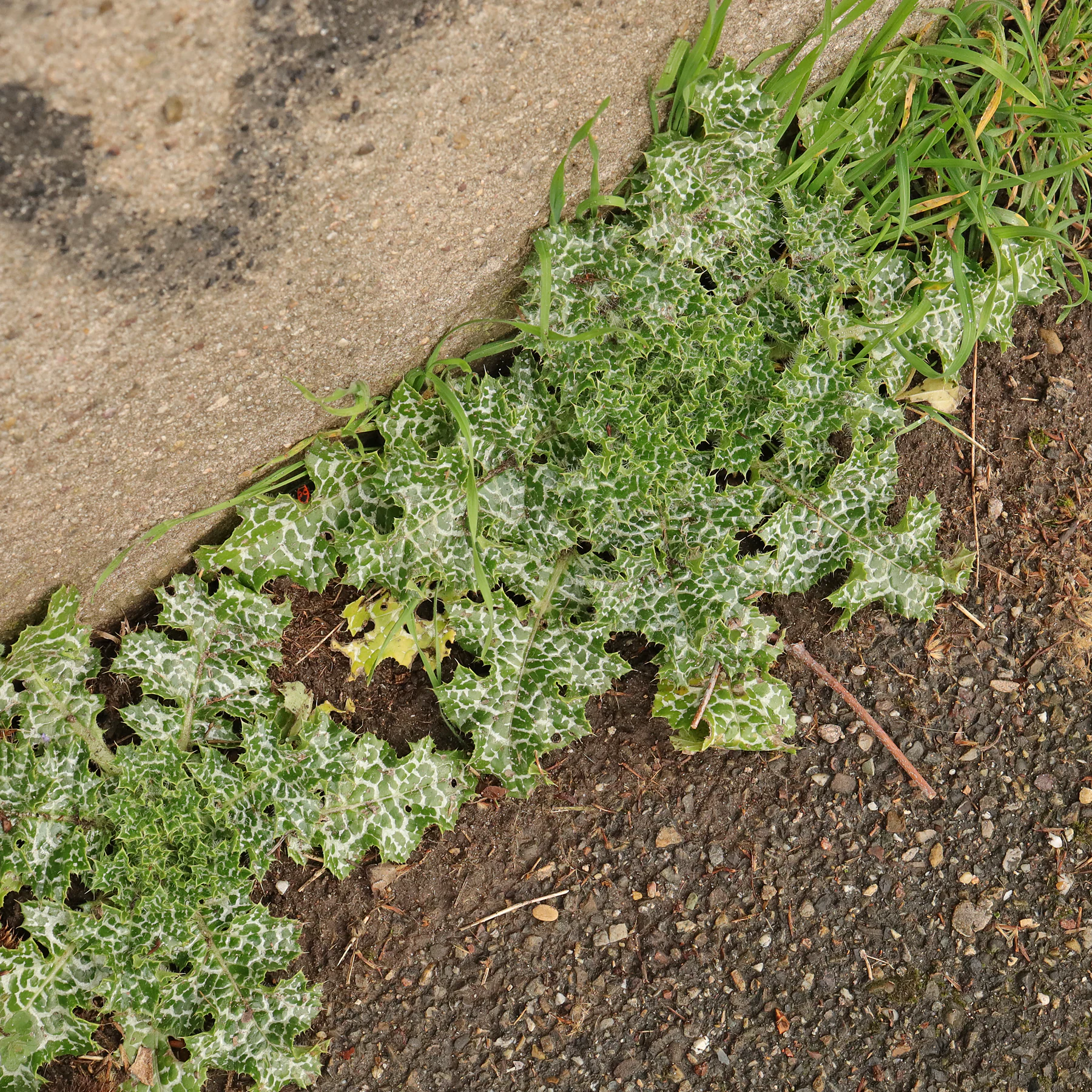Silybum marianum au bord du chemin