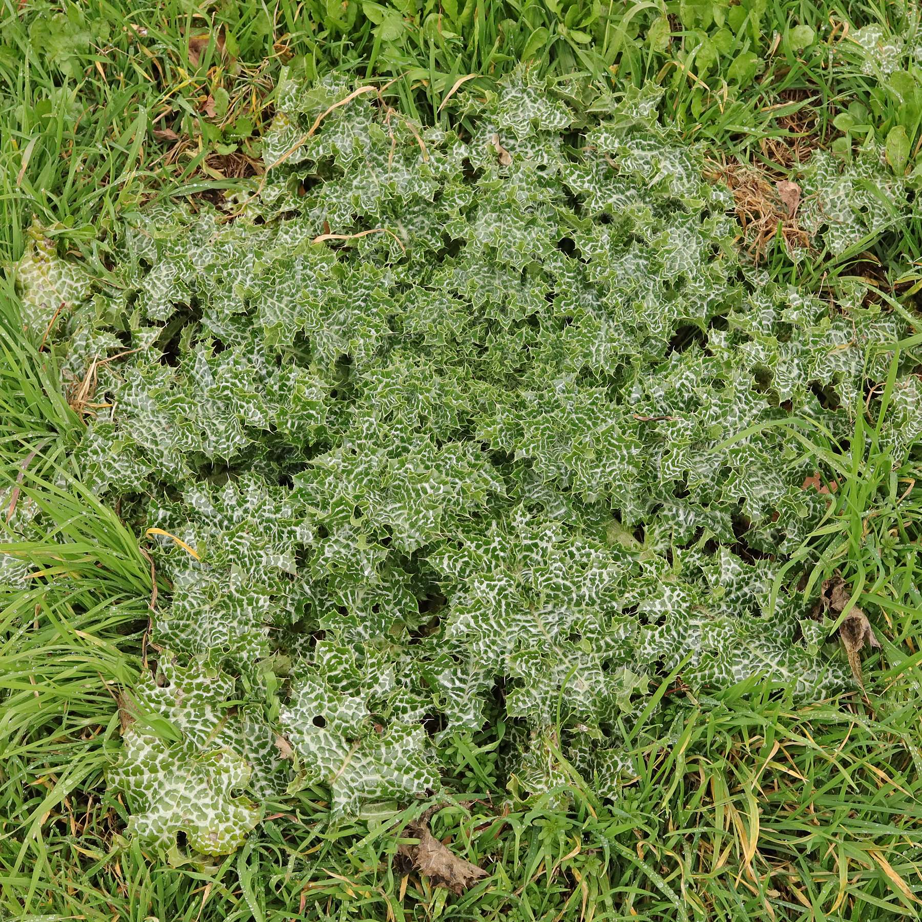 Silybum marianum feuilles basales
