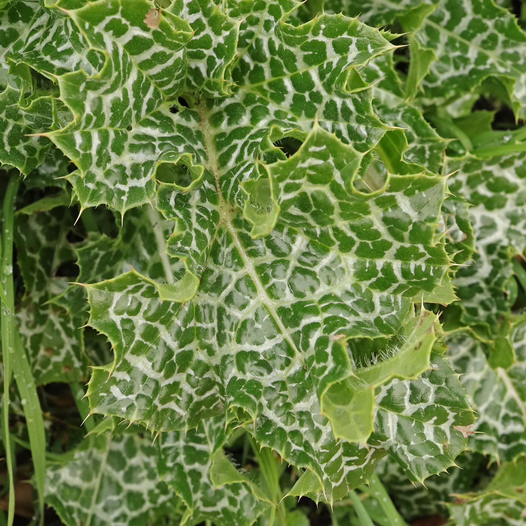 Silybum marianum feuilles épineuses