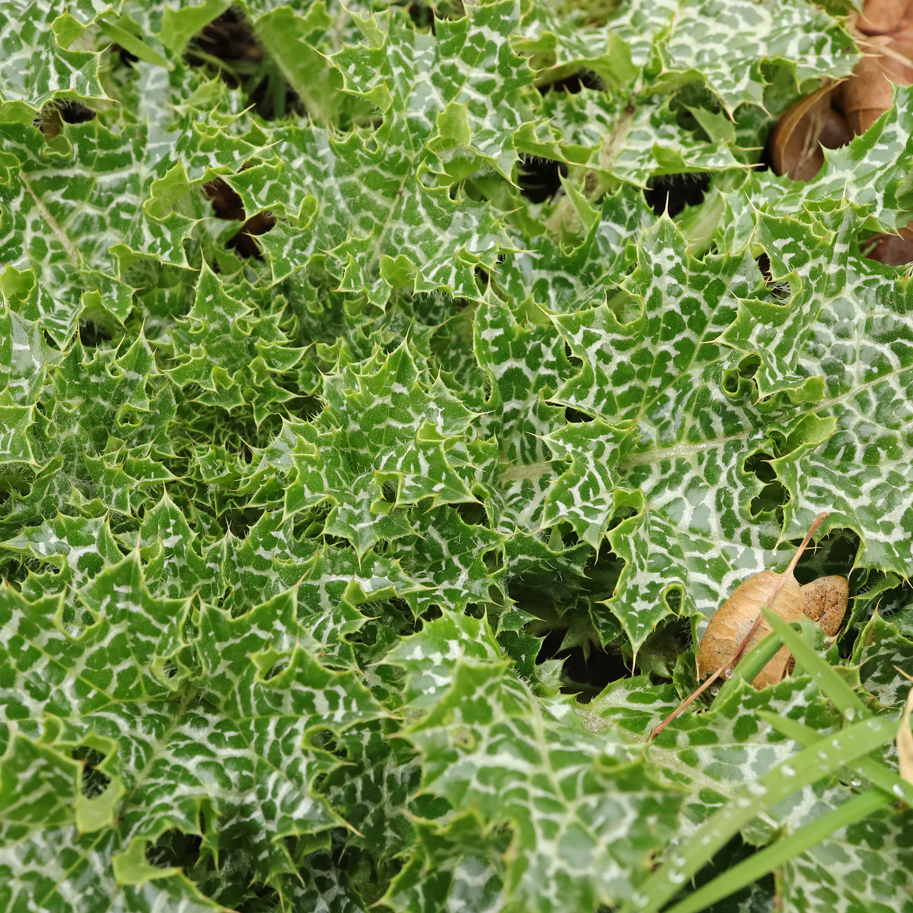 Silybum marianum feuilles face supérieure
