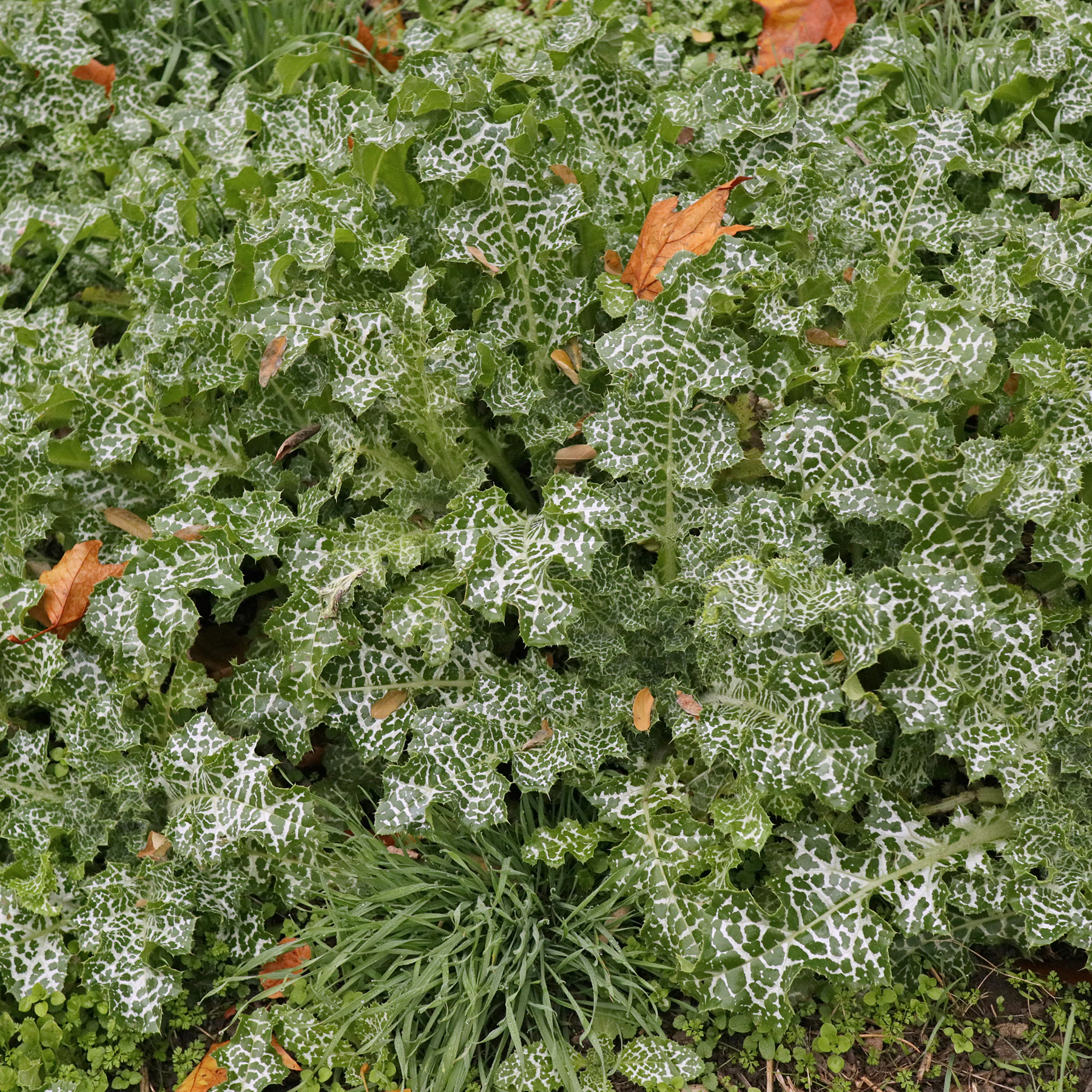 Silybum marianum feuilles