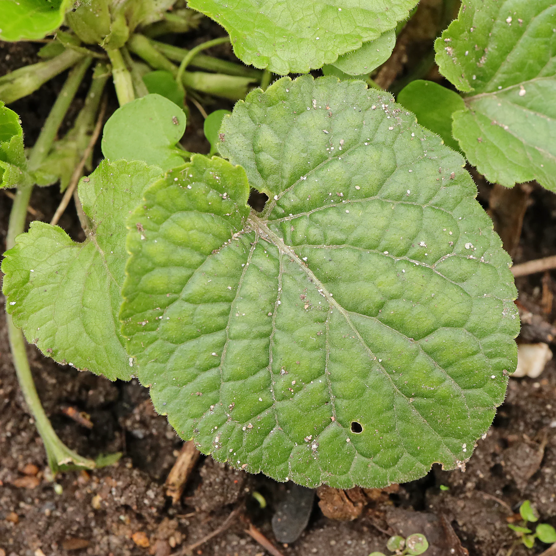 Viola odorata feuille