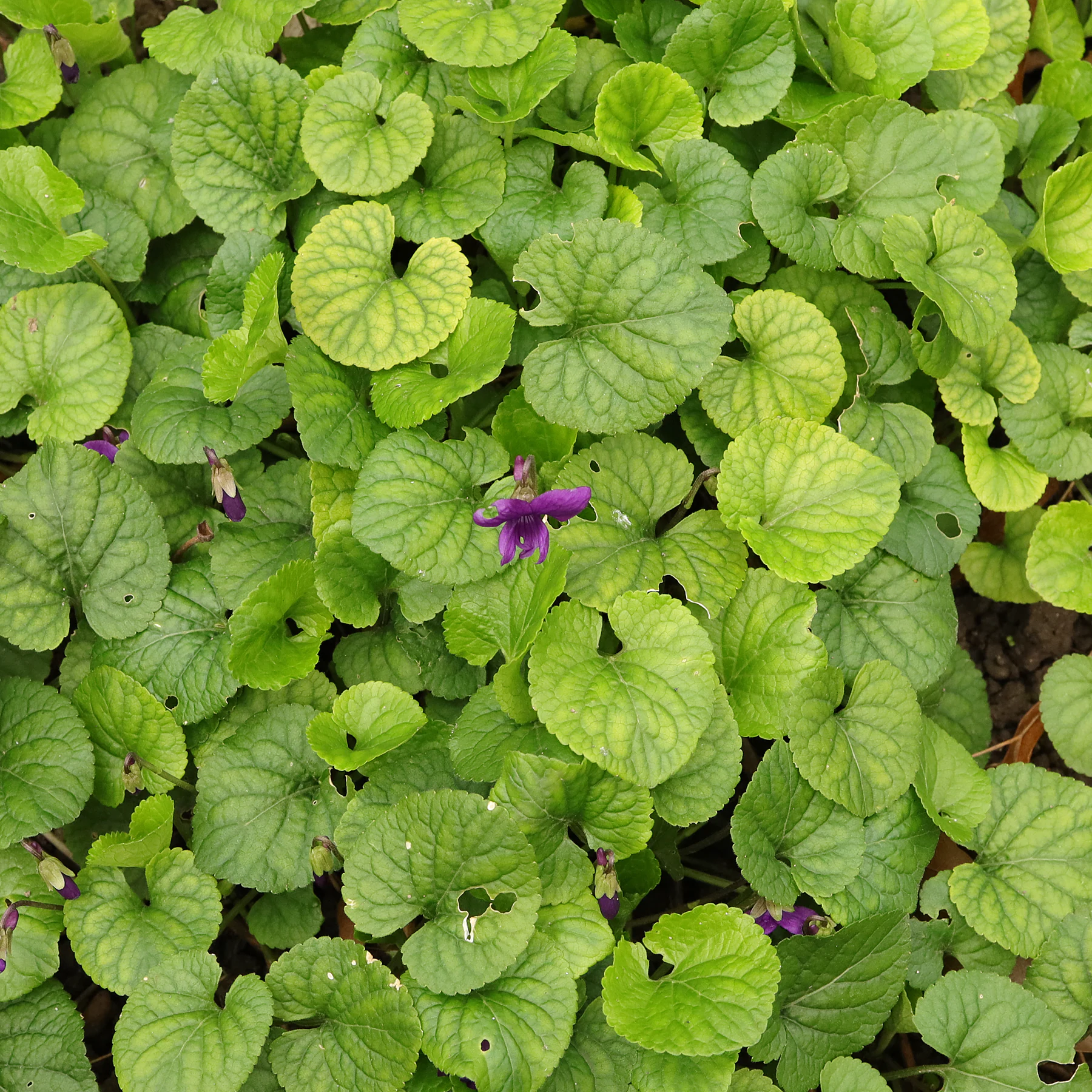Viola odorata feuilles
