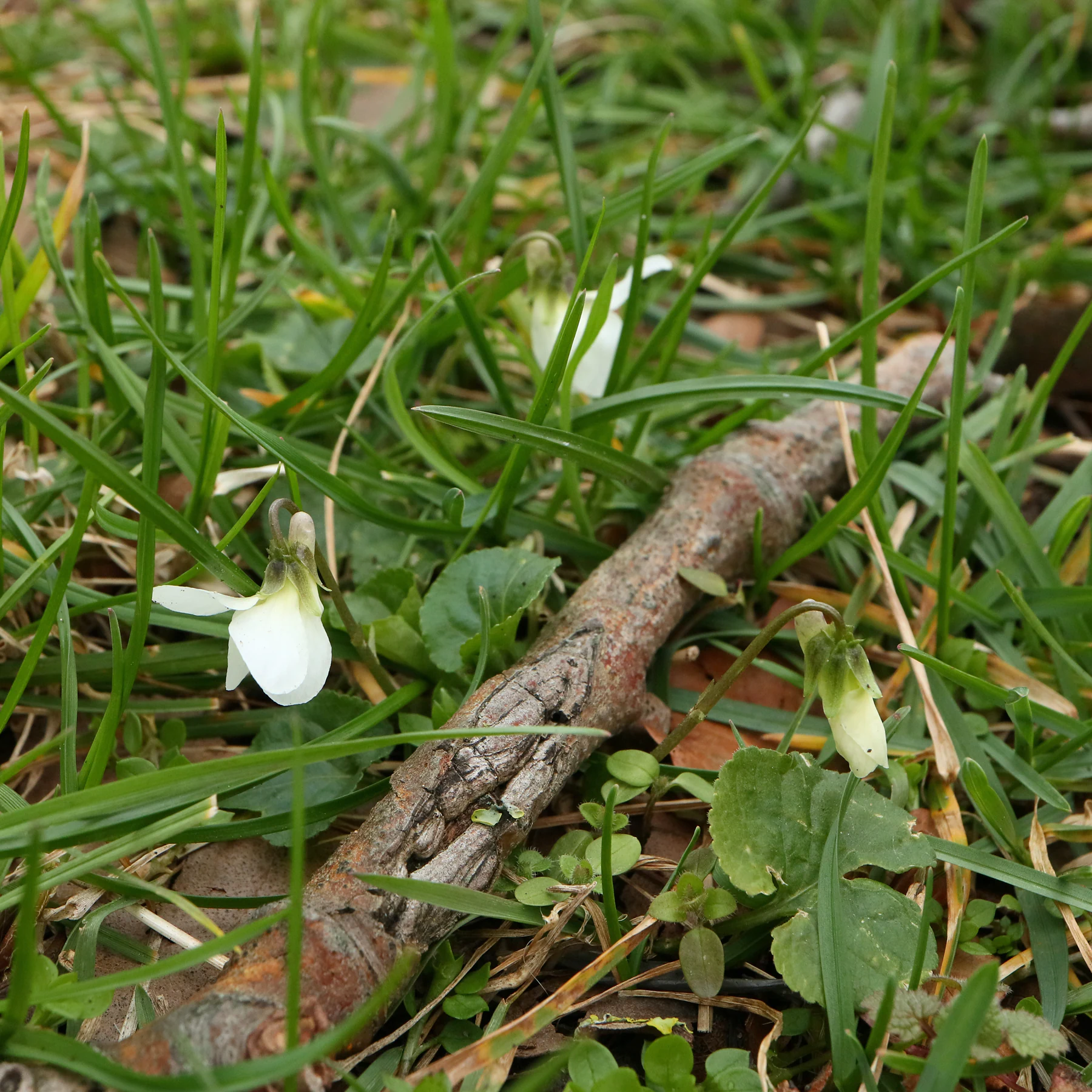 Viola odorate fleurs blanches