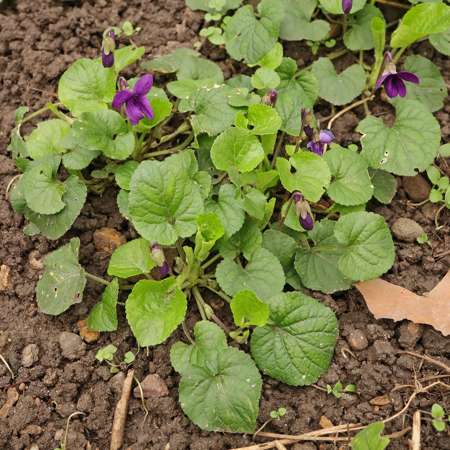 Violette odorante habitus