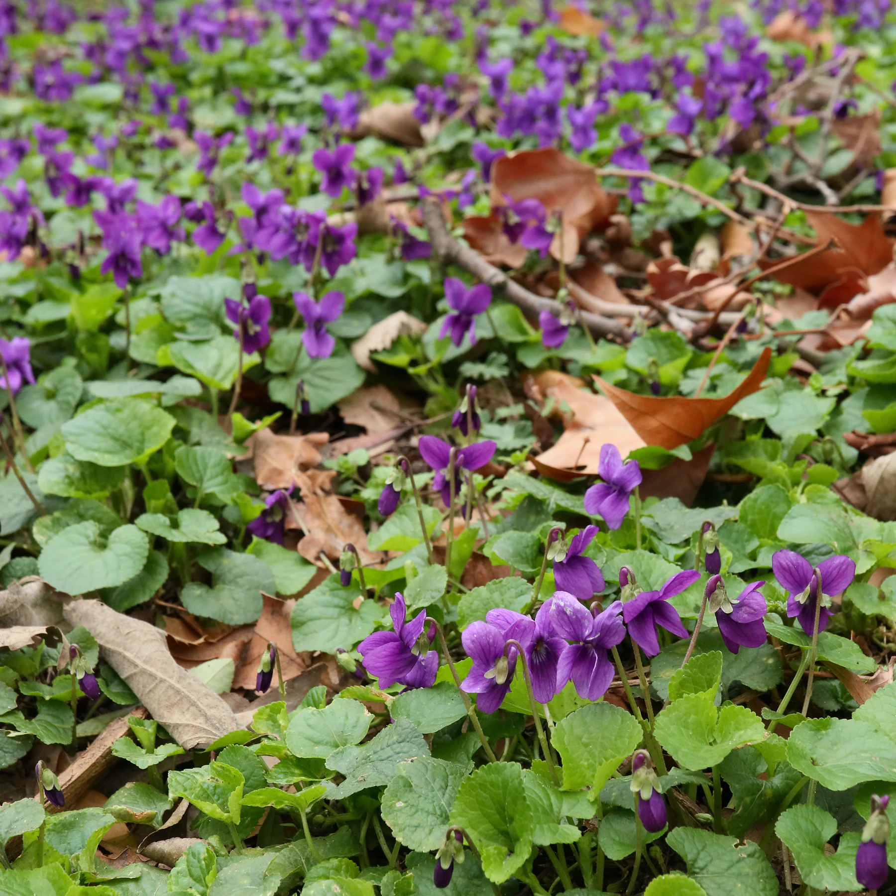 Violettes odorantes en fleurs