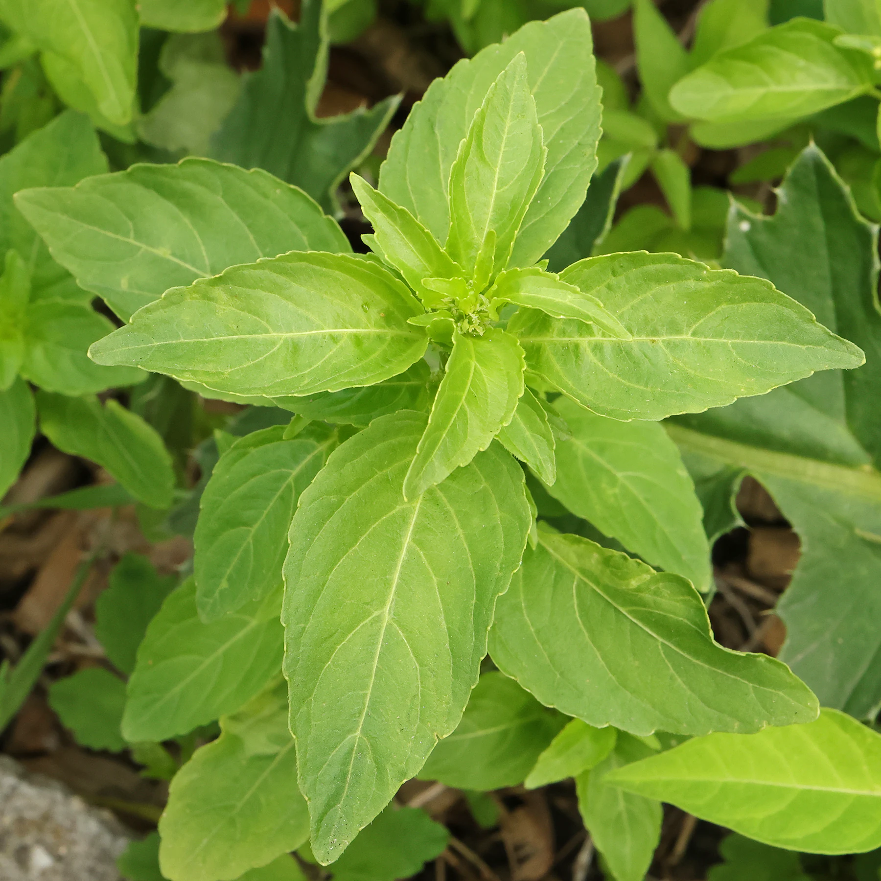 feuilles Mercurialis annua