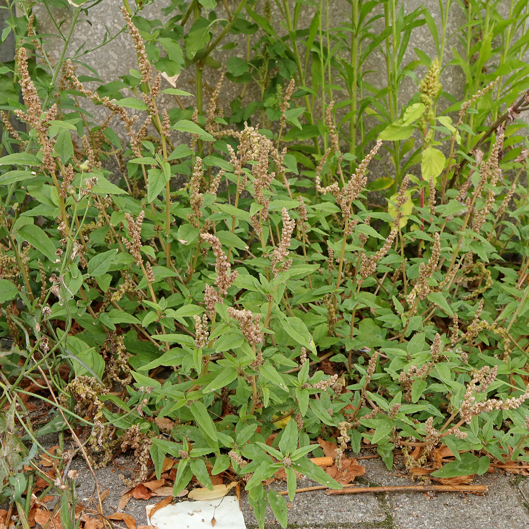 habitus ascendante Amaranthus deflexus