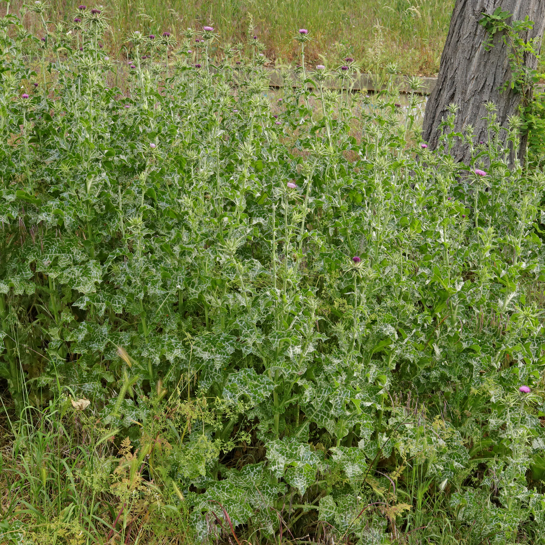 habitus chardon Marie