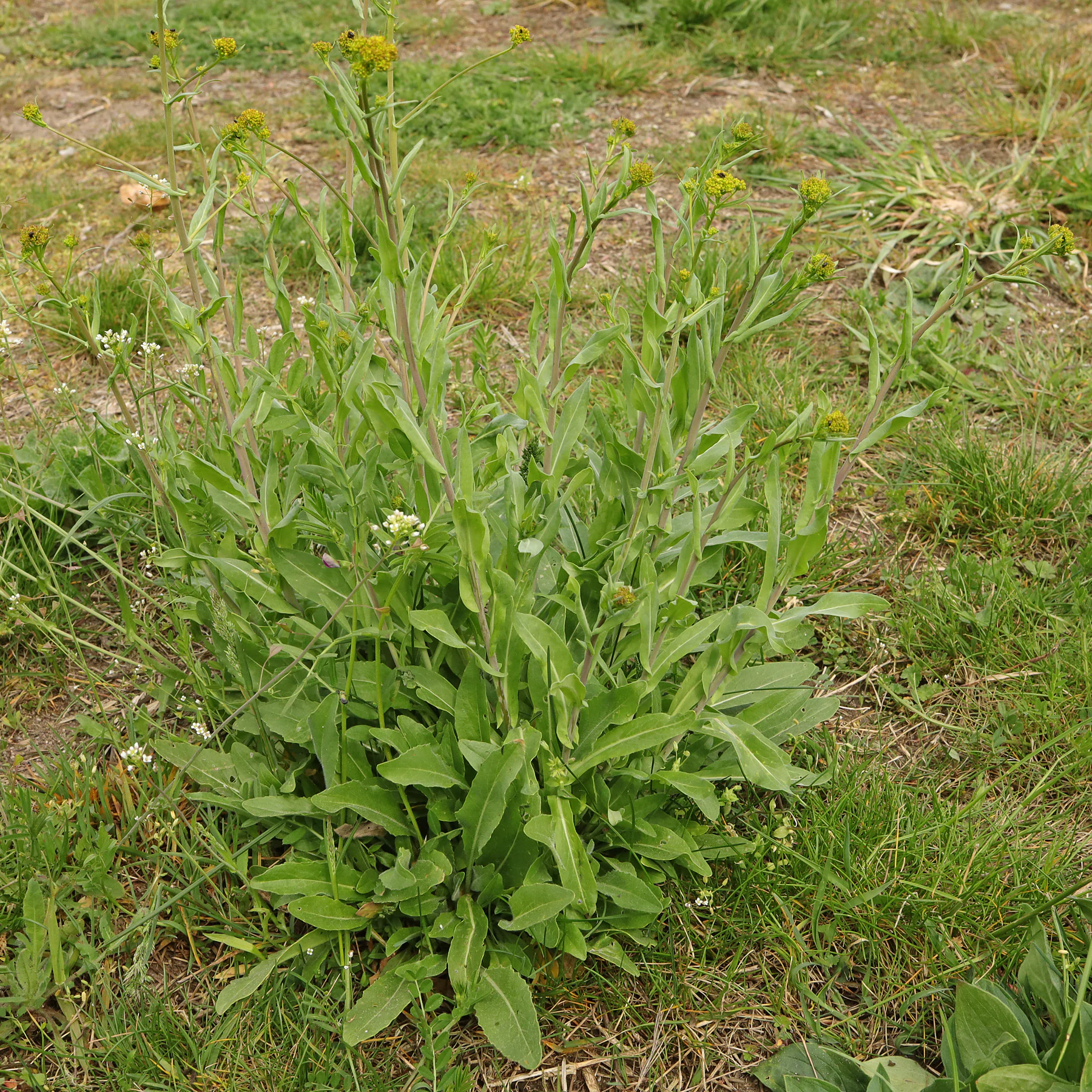 habitus pastel des teinturiers