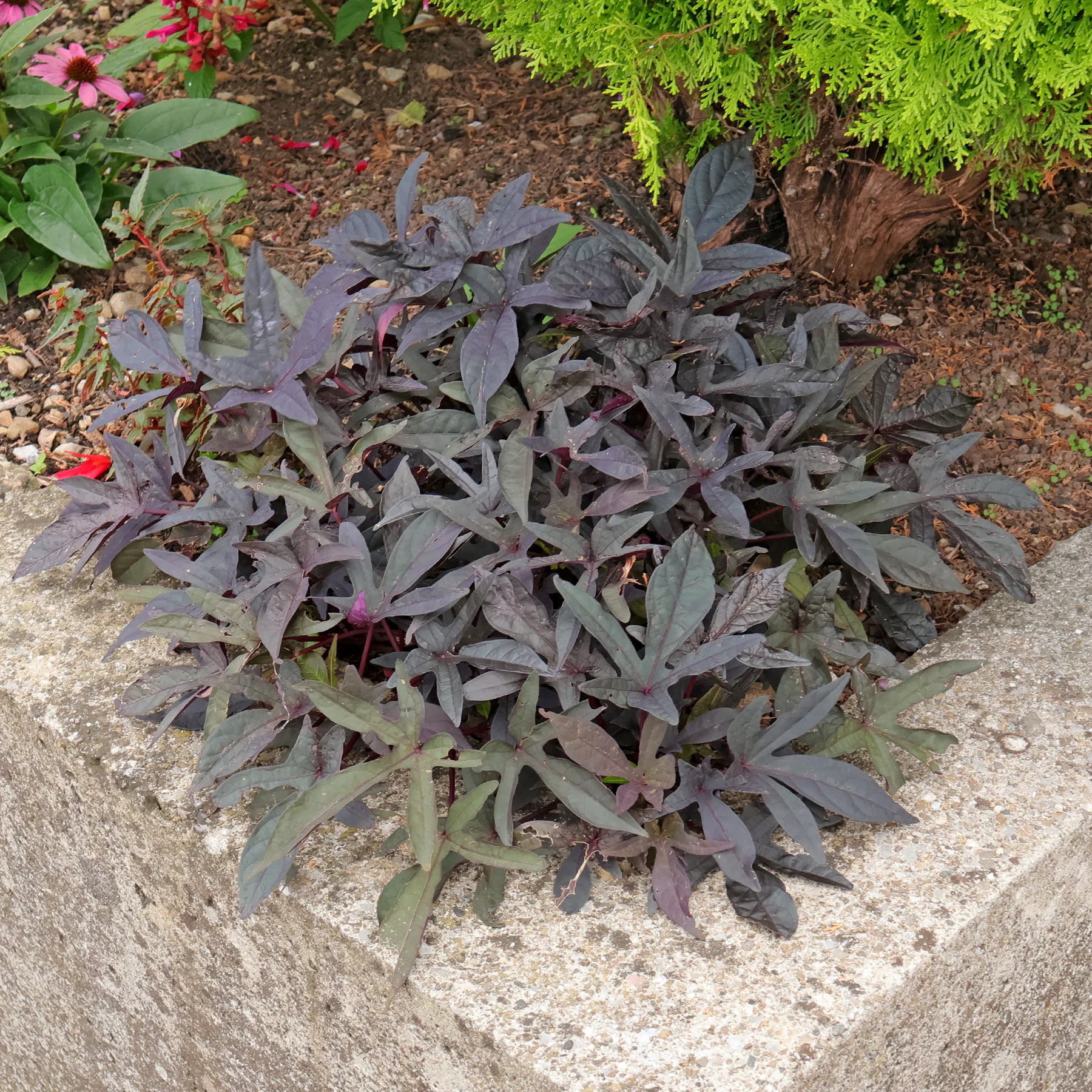 Ipomoea batatas en pot
