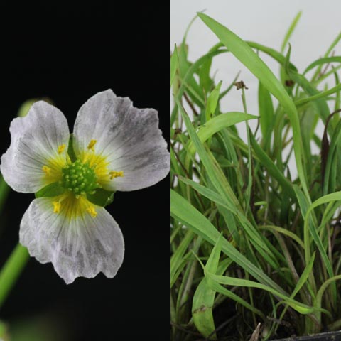 Baldellia ranunculoides