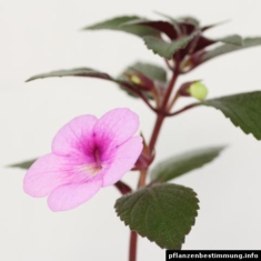 achimenes peach blossom