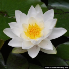 nymphaea alba