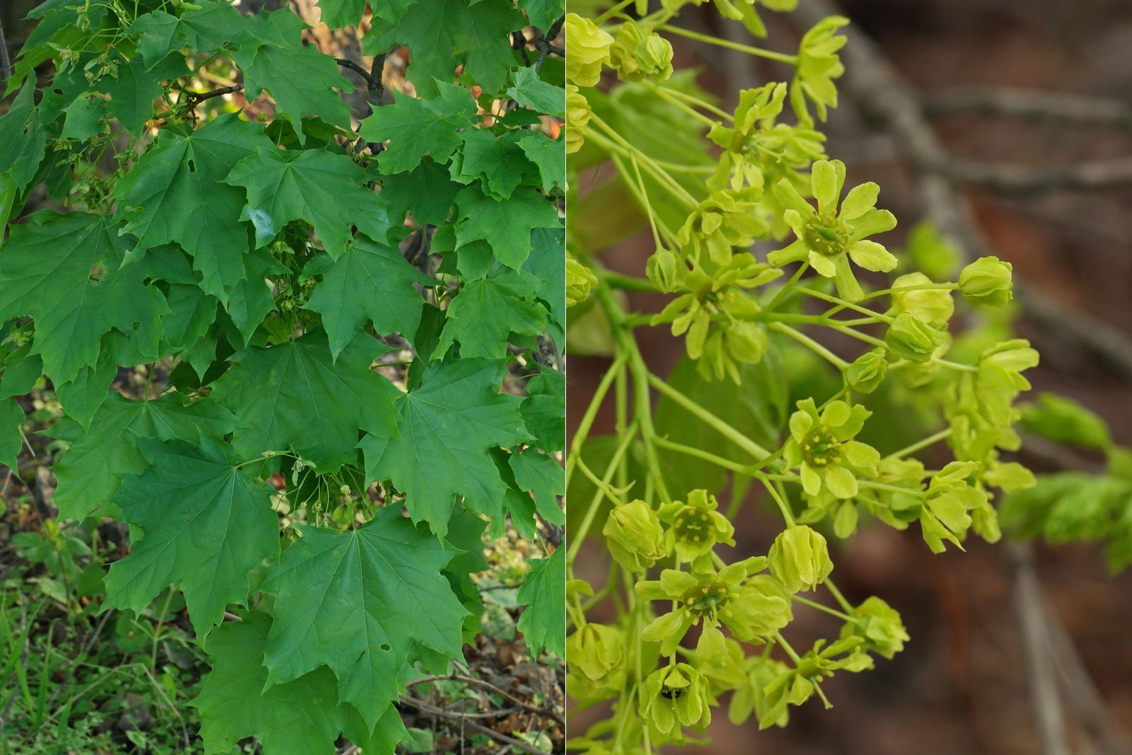 Acer platanoides