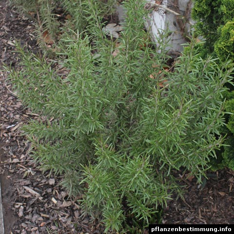 rosmarinus officinalis