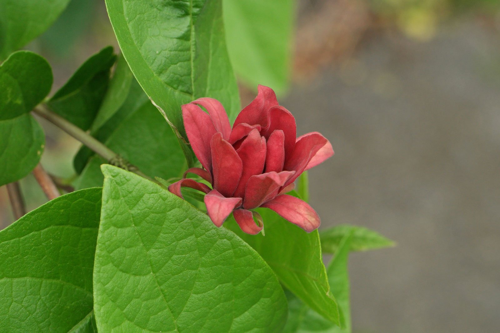 Calycanthus floridus
