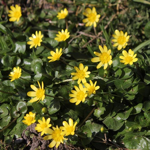 Ficaria verna