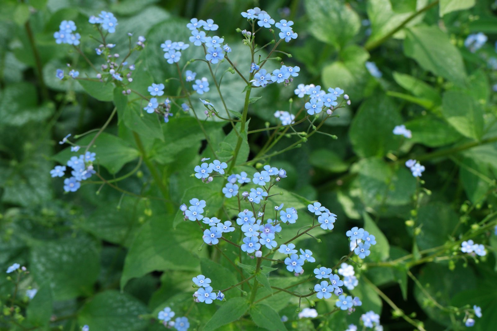 Brunnera macrophylla