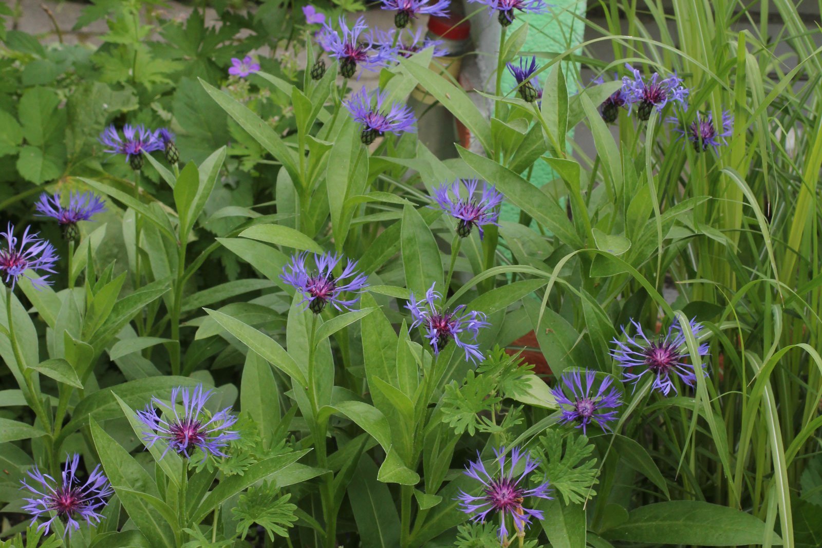 Centaurea montana