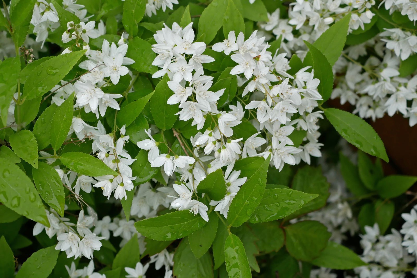 Deutzia gracilis