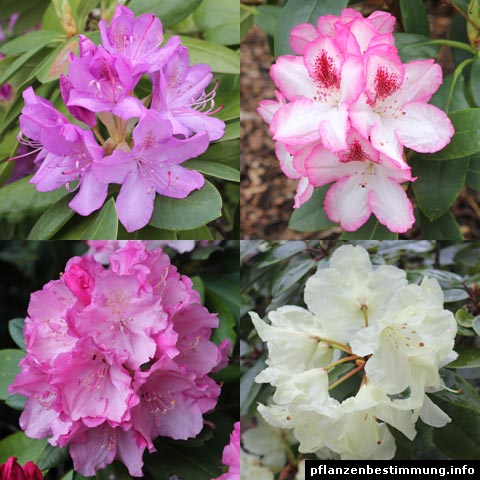rhododendron-hybriden