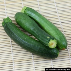 Zucchini