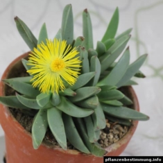 Machairophyllum bijliae