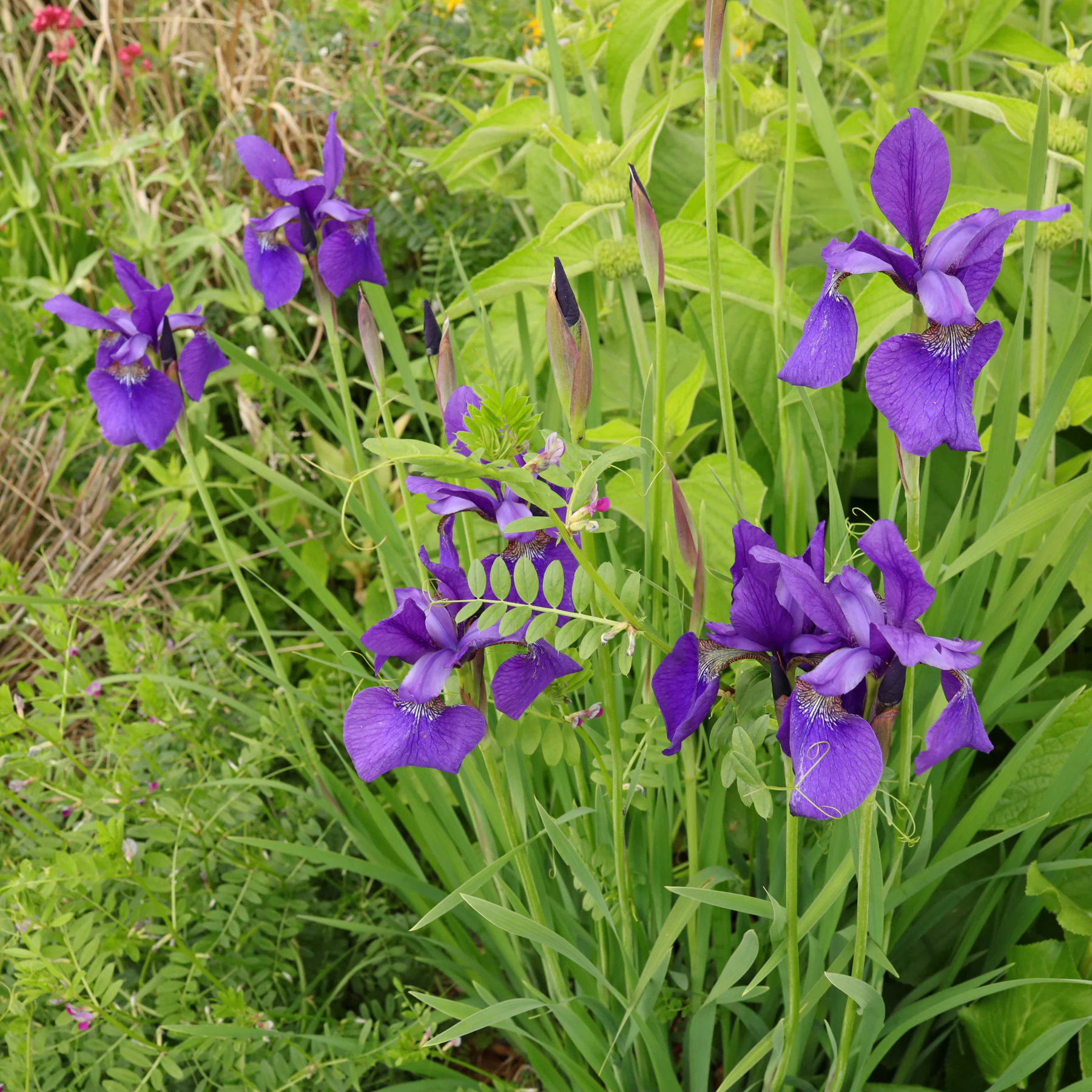 Iris sibirica cv