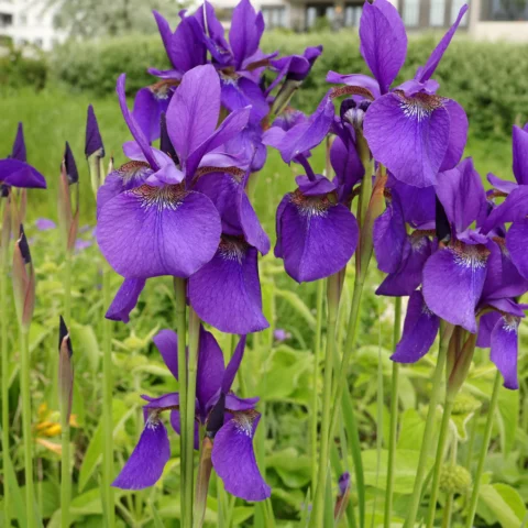 Iris sibirica cv