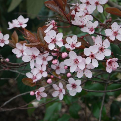 Prunus cerasifera cv.