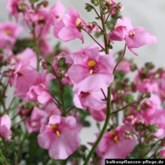 Diascia-Hybride