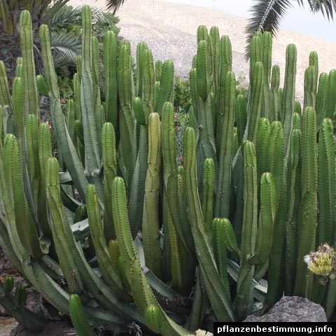Euphorbia canariensis