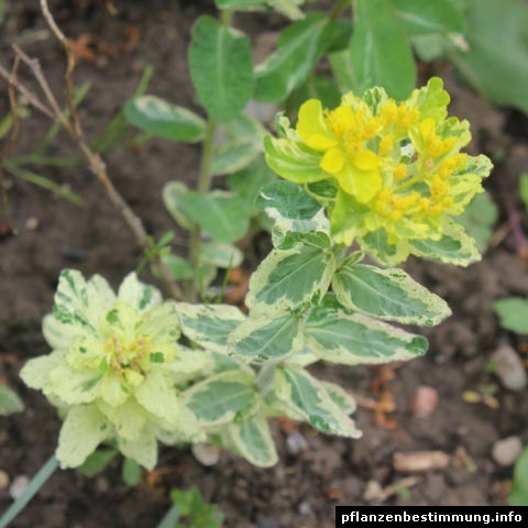 Euphorbia epithymoides Variegata