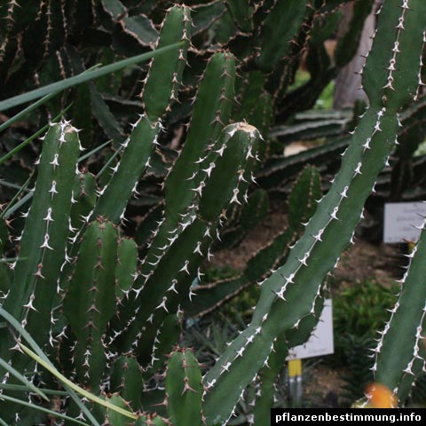 Euphorbia franckiana