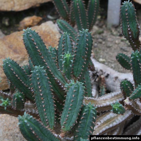 Euphorbia jansenvillensis